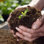 Topsoil-image-1
